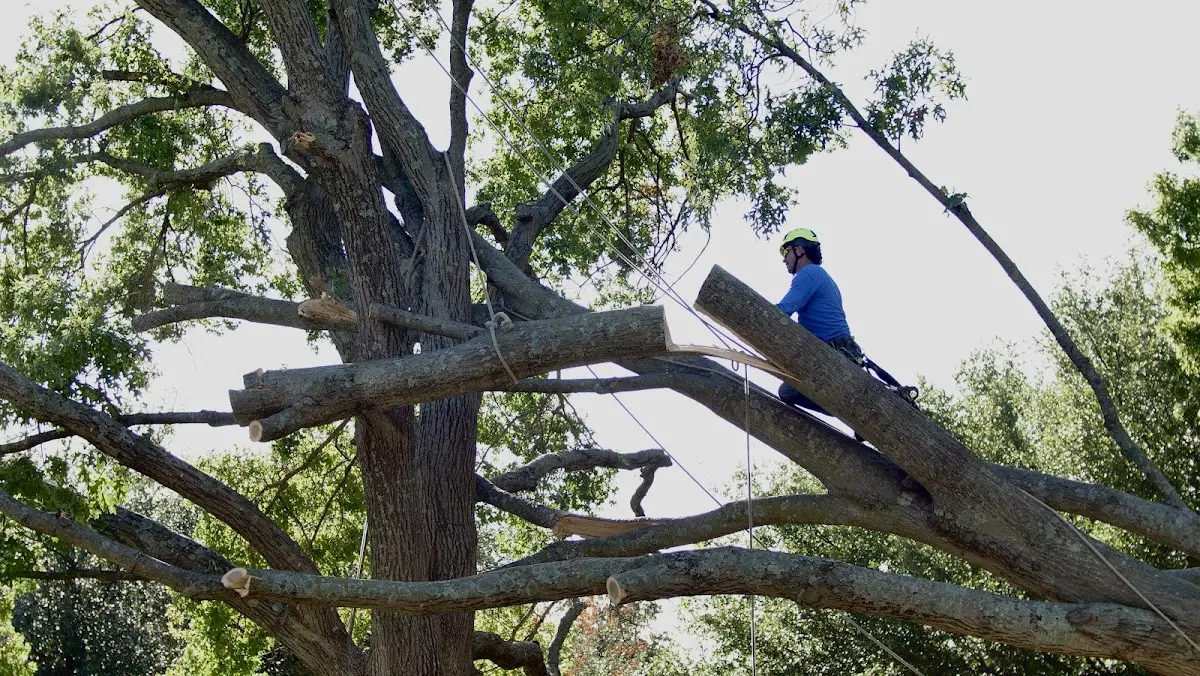Professional Crown Thinning performed by certified arborists in Hessel